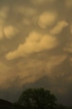 _DSC6911 (531x800).jpg
