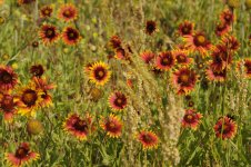wildflowers.JPG