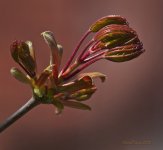 DSC_2476.jpg