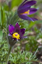 DSC_2438.jpg