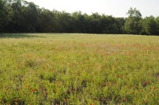 flowerfield2.JPG