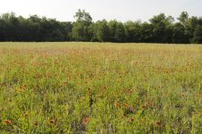 flowerfield1.JPG