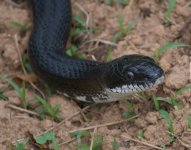 5 ft Blacksnake Close-up.jpg