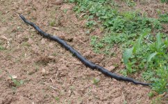5 ft Blacksnake.jpg