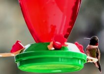 hummingbird closeup.jpg