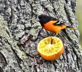 Oriole 2.jpg