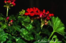 _SSC0268-Edit-Edit.jpg