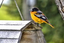Oriole 3.jpg