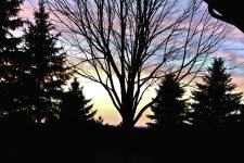 pink sky silhoutte resized.jpg