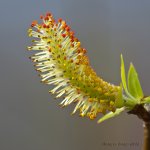 Catkin.jpg