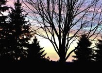 pink sky silhoutte resized.jpg