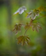Spring growth.jpg