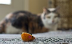 Mouse and cat.jpg