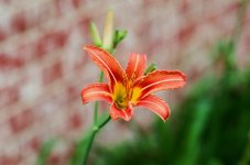 flower.JPG