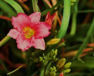 flower1.JPG