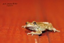 19 -Frog .jpg