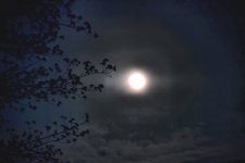 moon branches.jpg