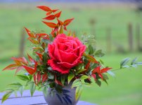 DSC_2381.JPG