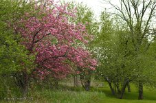 Blossoms 2.jpg