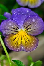 pansy.jpg