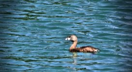 Pied-billed grebe resized.jpg
