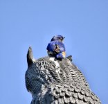 the owl is my friend resized.jpg