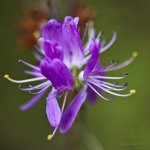 Wild flower.jpg