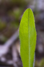 Young plant.jpg