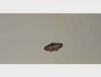 moth.jpg