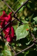 DSC_0005.jpg