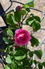 DSC_0064.jpg