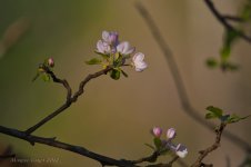 Apple blossom.jpg