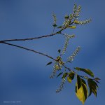 DSC_2602.jpg