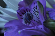 Purple Flower2.jpg
