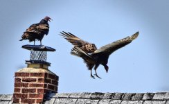 2 buzzards.jpg
