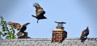 3 buzzards.jpg