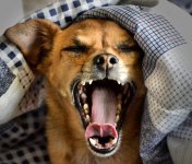 cookie yawn.jpg
