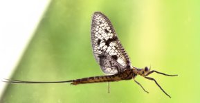 may fly.jpg