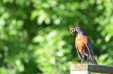 DSC_0096.JPG DSC_0096.JPG