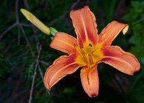Tiger Lily.jpg