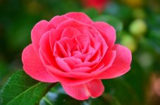ImageUploadedByTapatalk HD1338310302.459171.jpg