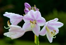 Hostas.jpg