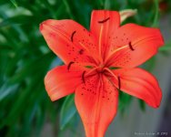 DSC_7121_2_3_fused.jpg