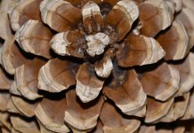 pinecone2.jpg