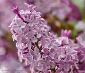 lilac2.jpg