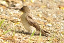 baby sparrow.jpg