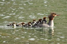 family of fowl.jpg