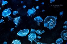 jellyfish1.JPG