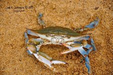 crab2.JPG