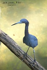22-bird.jpg